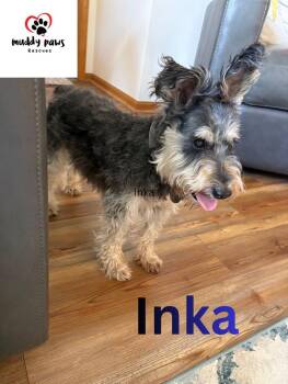 Inka -  Schnauzer Dog for Adoption in Council Bluffs, Iowa - Inka | PetCurious