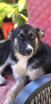 Dolly -  Shepherd Dog for Adoption in Los Angeles, California - Dolly | PetCurious