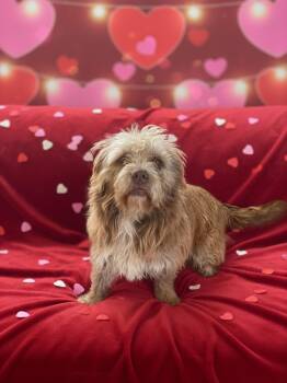 Cairn Terrier and Labradoodle Dogs Available for Adoption - Lucy | PetCurious