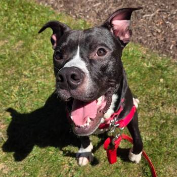 Ukulele -  Mixed Breed Dog for Adoption in Mentor, Ohio - Ukulele | PetCurious