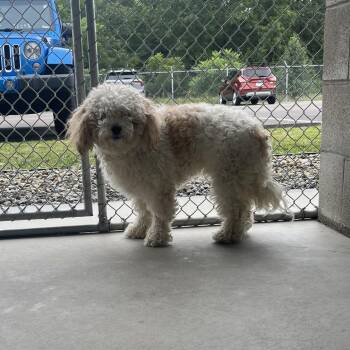 Jethro -  Mixed Breed Dog for Adoption in Bristol, Indiana - Jethro | PetCurious