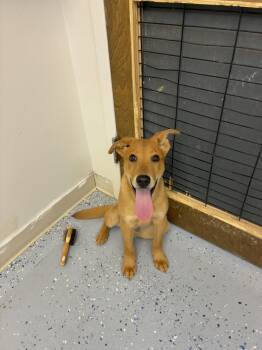 Rescue Shepherd Dogs for Adoption in Senatobia, Mississippi - Ollie | PetCurious