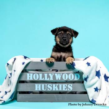 Mickey (Seattle) -  German Shepherd Dog and Husky Dog for Adoption in Los Angeles, California - Mickey (Seattle) | PetCurious