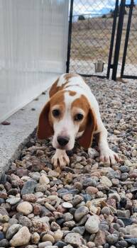 Rescue Beagle Dogs for Adoption in Hartville, Wyoming - Pink | PetCurious