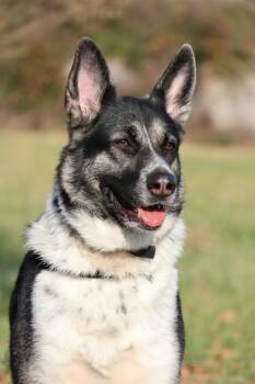 Rescue Mixed Breed Dogs for Adoption in Columbia, Tennessee - Bambi | PetCurious