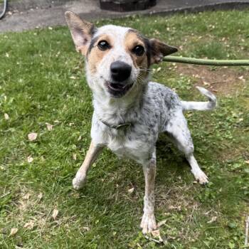 Julie -  Cattle Dog Dog Available for Adoption in Latrobe, Pennsylvania - Julie | PetCurious
