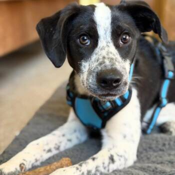 Australian Cattle Dog Blue Heeler Dogs Available for Adoption in Philadelphia, Pennsylvania - Harley | PetCurious