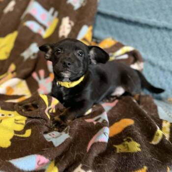 Chihuahua Dogs Available for Adoption in Park Row, Texas - Blake | PetCurious