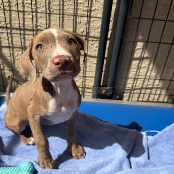Mixed Breed Dogs Available for Adoption in Titusville, Florida - Tequila | PetCurious