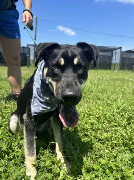 Owen -  Mixed Breed Dog for Adoption in Scott, Louisiana - Owen | PetCurious