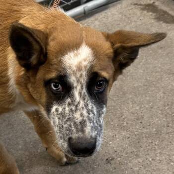 109472 -  Mixed Breed Dog for Adoption in Las Cruces, New Mexico - 109472 | PetCurious