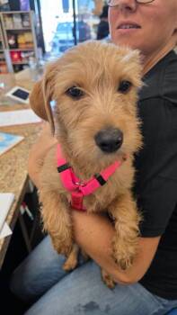 USA -  Mixed Breed Dog for Adoption in Mesa, Arizona - USA | PetCurious