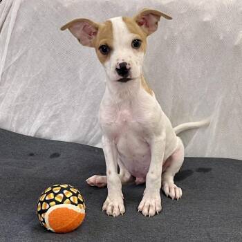 Baker -  Australian Shepherd Dog for Adoption in Tulsa, Oklahoma - Baker | PetCurious