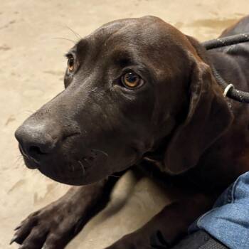 Boston -  Labrador Retriever Dog for Adoption in Yuma, Arizona - Boston | PetCurious