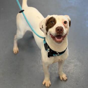 Mixed Breed Dogs Available for Adoption in Sarasota, Florida - Mason | PetCurious