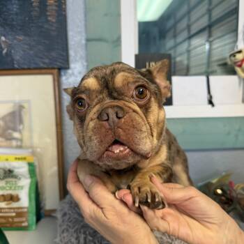 Rescue French Bulldog Dogs for Adoption in Oklahoma City, Oklahoma - Fishy Longbottom | PetCurious