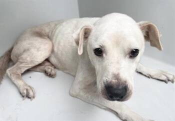 Labrador Retriever and Mixed Breed Dogs Available for Adoption in Houston, Texas - A656359 | PetCurious