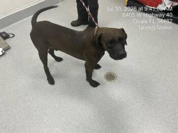 A386757 -  Pit Bull Terrier Dog for Adoption in Ocala, Florida - A386757 | PetCurious