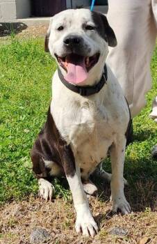 American Bulldog Dogs Available for Adoption - 260375  Ruben | PetCurious