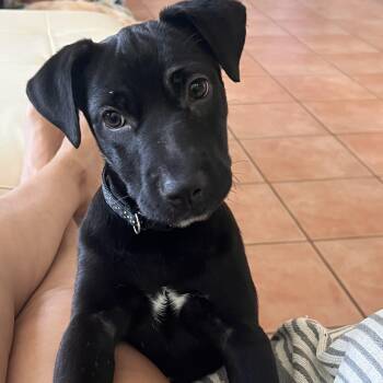 Uma -  Black Labrador Retriever and Pit Bull Terrier Dog Available for Adoption in Portland, Oregon - Uma | PetCurious
