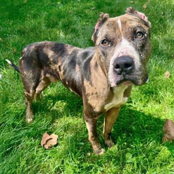Shabazz -  Pit Bull Terrier Dog for Adoption in York, Pennsylvania - Shabazz | PetCurious