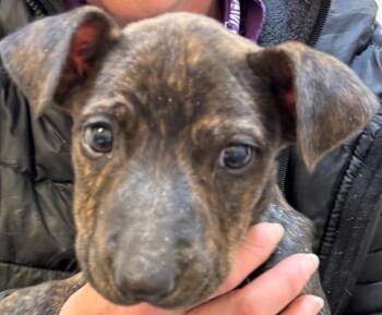 Mountain Cur Dogs Available for Adoption - STUTTER | PetCurious