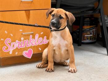 Sprinkles -  Labrador Retriever Dog for Adoption in Carmel Hamlet, New York - Sprinkles | PetCurious