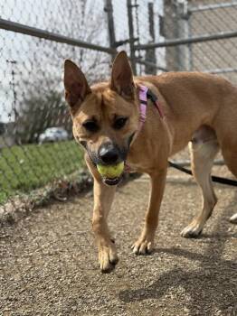 Rescue German Shepherd Dog and Mixed Breed Dogs for Adoption in Aliquippa, Pennsylvania - DEMPSEY | PetCurious