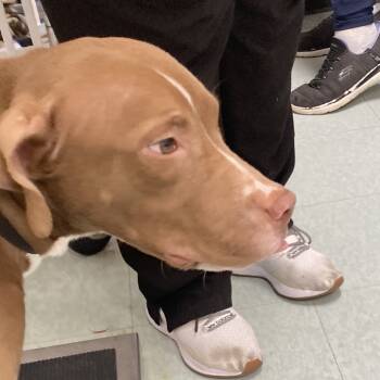 Rescue Mixed Breed Dogs for Adoption in Philadelphia, Pennsylvania - Chip | PetCurious