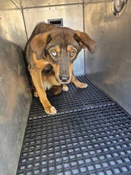 Shepherd Dogs Available for Adoption in Lawrenceville, Georgia - Ic-12 | PetCurious