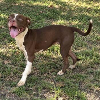 Lollipop -  Pit Bull Terrier and Mixed Breed Dog for Adoption in Pelham, New Hampshire - Lollipop | PetCurious