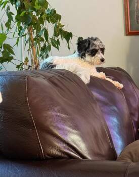 Bonnie -  Poodle Dog for Adoption in Garden City, Michigan - Bonnie | PetCurious