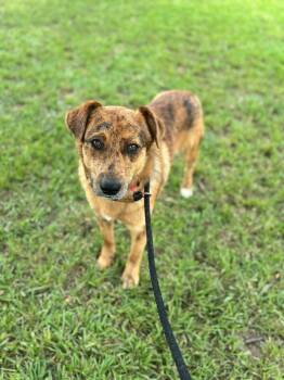 Brody -  Golden Retriever and Catahoula Leopard Dog Dog for Adoption in Aiken, South Carolina - Brody | PetCurious