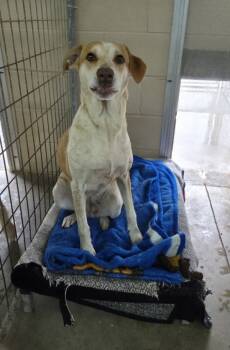 Rescue Hound Dogs for Adoption in Paris, Kentucky - Hazel | PetCurious