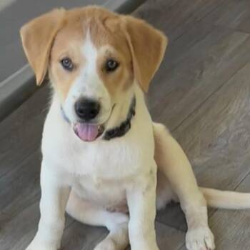 Holly **available at offsite adoption event on Saturday, 7/25* p -  Labrador Retriever and Great Pyrenees Dog for Adoption in Briarcliff Manor, New York - Holly **available At Offsite Adoption Event On Saturday, 7/25* P | PetCurious