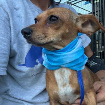 Bella -  Chihuahua Dog for Adoption in Aledo, Texas - Bella | PetCurious
