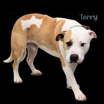 Terry -  Pit Bull Terrier and Mixed Breed Dog for Adoption in Parkersburg, West Virginia - Terry | PetCurious