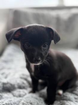 Bella -  Chihuahua and Terrier Dog for Adoption in Sunnyvale, California - Bella | PetCurious