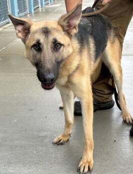 Jessica -  German Shepherd Dog Dog for Adoption in West Memphis, Arkansas - Jessica | PetCurious