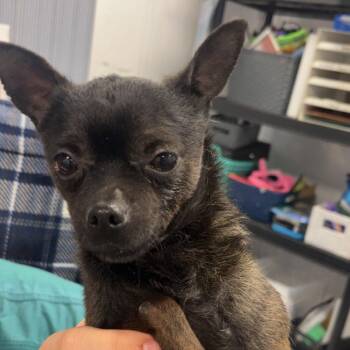 Chihuahua Dogs Available for Adoption in Chico, California - TAQUITO | PetCurious