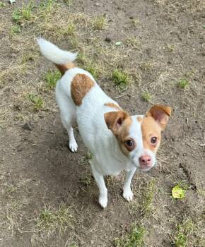 Theresa -  Chihuahua Dog Available for Adoption in Yorktown, Virginia - Theresa | PetCurious