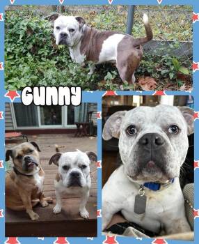 Rescue Mixed Breed Dogs for Adoption in Lancaster, New York - Gunny | PetCurious