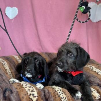 Black Labrador Retriever and Standard Poodle Dogs Available for Adoption - Betsy | PetCurious