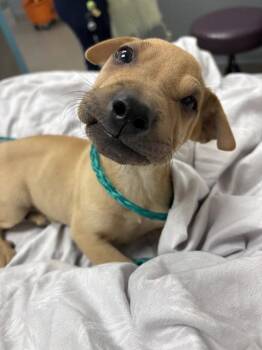 POPCORN -  Shar Pei and Mixed Breed Dog for Adoption in Las Vegas, Nevada - POPCORN | PetCurious