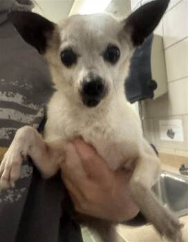 Chihuahua and Mixed Breed Dogs Available for Adoption - TERRY | PetCurious