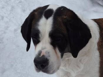 Saint Bernard Dogs Available for Adoption - McVie | PetCurious