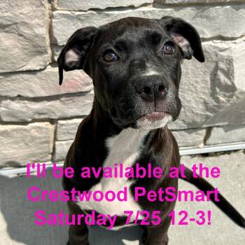 Fencer -  Black Labrador Retriever and Flat Coated Retriever Dog for Adoption in Matteson, Illinois - Fencer | PetCurious
