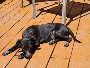 Pixie -  Labrador Retriever Dog for Adoption in Colorado Springs, Colorado - Pixie | PetCurious