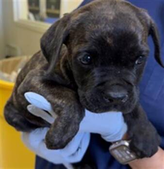 Boxer and Pit Bull Terrier Dogs Available for Adoption in Camarillo, California - A880368 | PetCurious