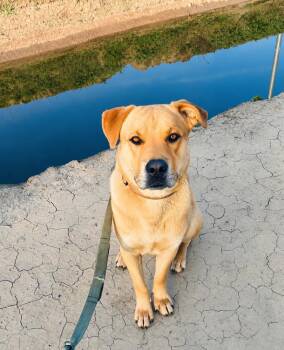 Pluto -  German Shepherd Dog Dog Available for Adoption in Pleasant Hill, California - Pluto | PetCurious